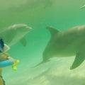 Swimming with Dolphins in Panama City Beach, Florida - An Unforgettable Experience