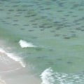 Discover the Underwater Wonders of Panama City Beach