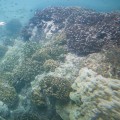Discover the Cost of Snorkeling in Panama City Beach, Florida