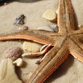 Discover the Best Snorkeling Spots in Panama City, FL