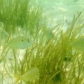 Explore the Underwater Wonders of Panama City Beach