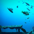 Exploring the Underwater Wonders of Panama City Beach