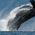 Witness the Majestic Beauty of Whales in Panama City Beach, Florida