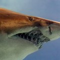 Exploring the Sharks of Panama City Beach: An Expert's Guide
