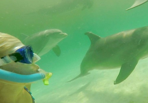 Swimming with Dolphins in Panama City Beach, Florida - An Unforgettable Experience