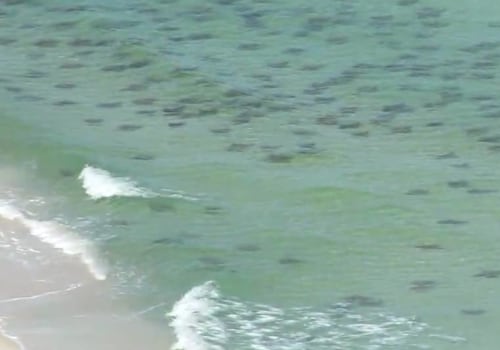 Discover the Underwater Wonders of Panama City Beach