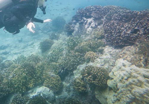 Discover the Cost of Snorkeling in Panama City Beach, Florida