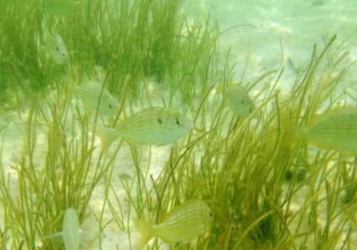 Explore the Underwater Wonders of Panama City Beach