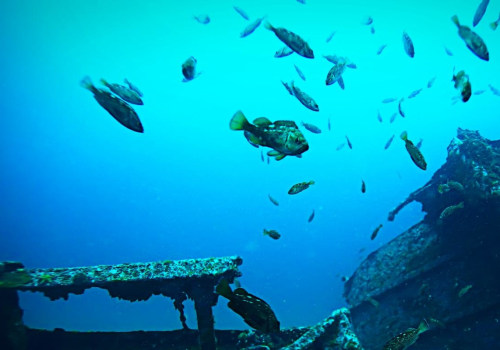 Exploring the Underwater Wonders of Panama City Beach