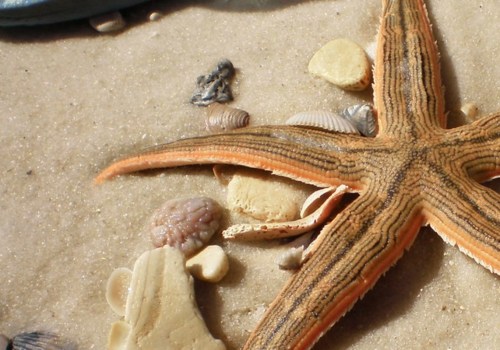 Exploring the Magical Starfish of Panama City, FL