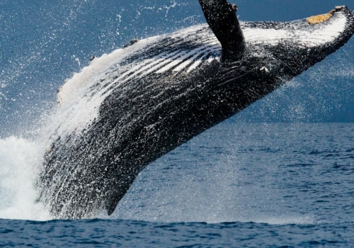 Witness the Majestic Beauty of Whales in Panama City Beach, Florida