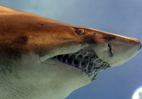 Exploring the Sharks of Panama City Beach: An Expert's Guide